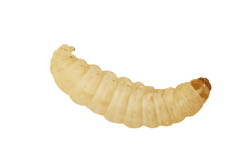 Waxworms - Reptile Live Food