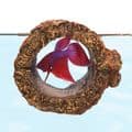 Zoo Med Betta Floating Log