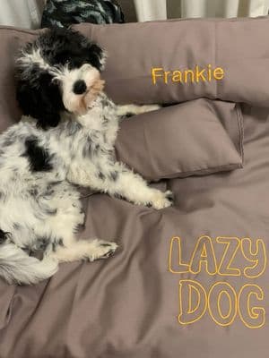 Frankie