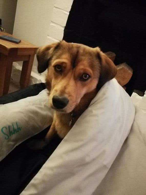 Milo