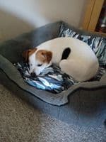 Otis - Duvet Set / Blanket for Dogs. Single 26 x 26 inches (64x64cm) Lazy Dog Company.