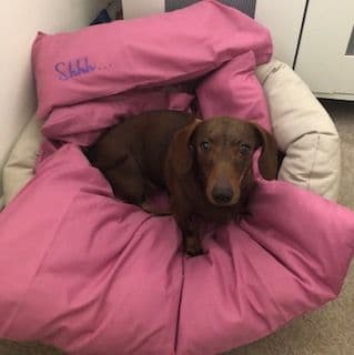 Pippa