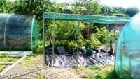Fruit cage  5.87m wide x 9.78m long x 2.14 high. (3 Bay x 5 Bay)