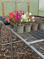 Galvanised Steel Benching – 1m Wide
