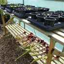 Trestle Potting Table for Greenhouse/Polytunnel - 1.8m x 0.5m