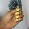 Bellis