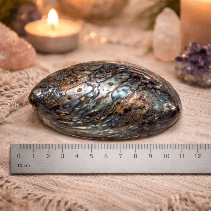 Abalone Shell