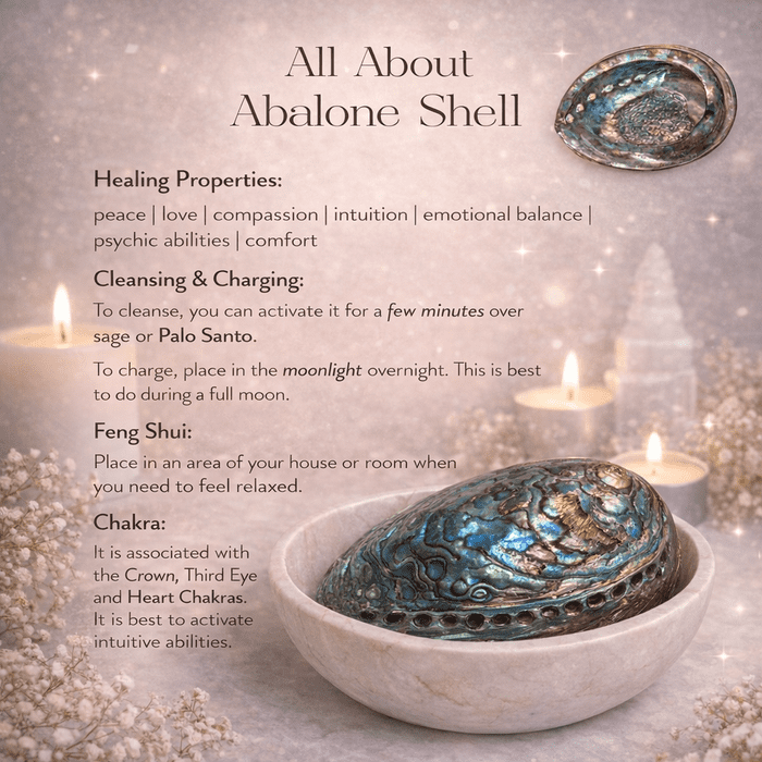 Abalone Shell