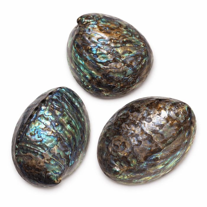 Albourne Shell Abalone Shell