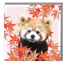 Red Panda Blank Art Card By Lola Design