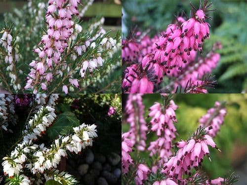 10 x 9cm Winter/Spring Heather Mixed