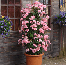 12 Mixed Antik Climbing Geranium PRE ORDER