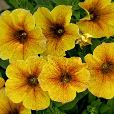 12 Mixed Beautical Petunia