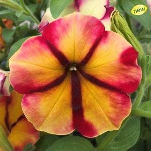 12 Mixed Crazitunia Petunia(Trailing) PRE ORDER