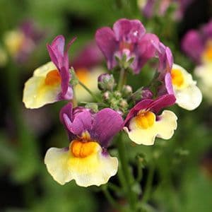 12 Mixed Nemesia
