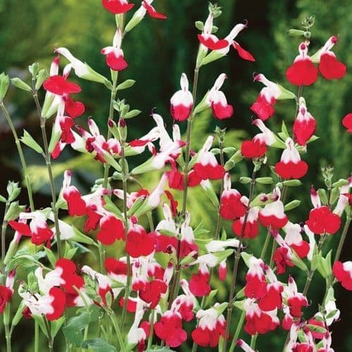 12 Mixed Salvia PRE ORDER