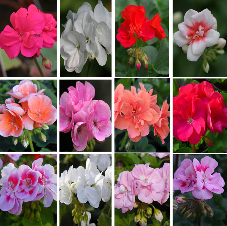 12 Mixed Zonal Geranium-PRE ORDER