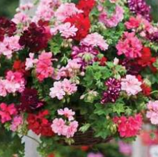 12 Trailing Geranium-PRE ORDER