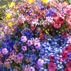 18 Mixed Basket Plants-PRE ORDER