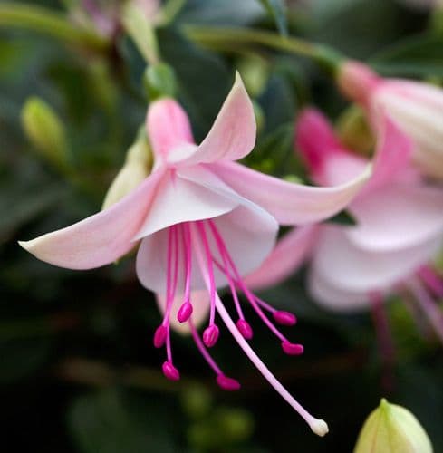 18 Mixed Bella Fuchsia - PRE ORDER