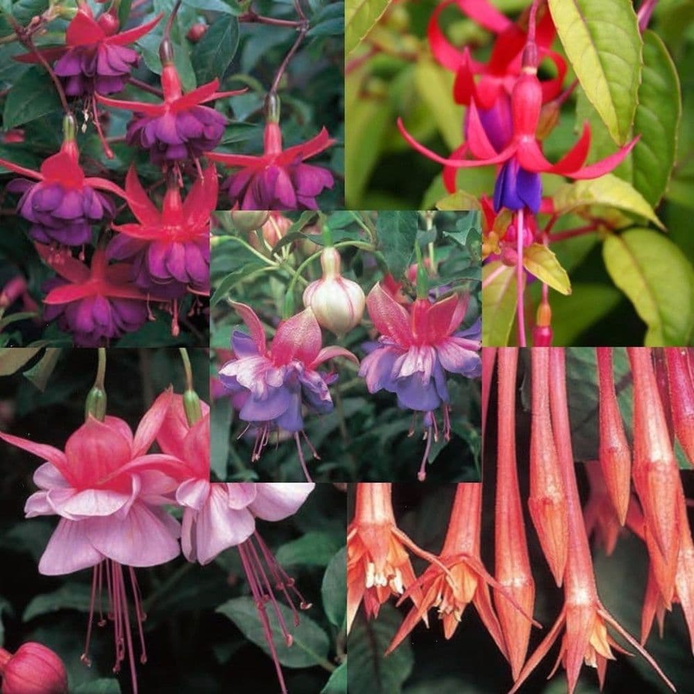 18 Mixed Bush Fuchsia- PRE ORDER