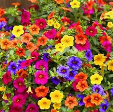18 Mixed Calibrachoa Petunia-PRE ORDER