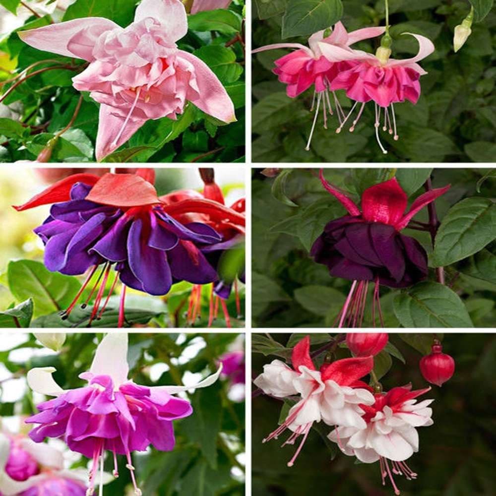 18 Mixed Giant Fuchsia-PRE ORDER
