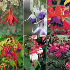 18 Mixed Hardy Fuchsia-PRE ORDER