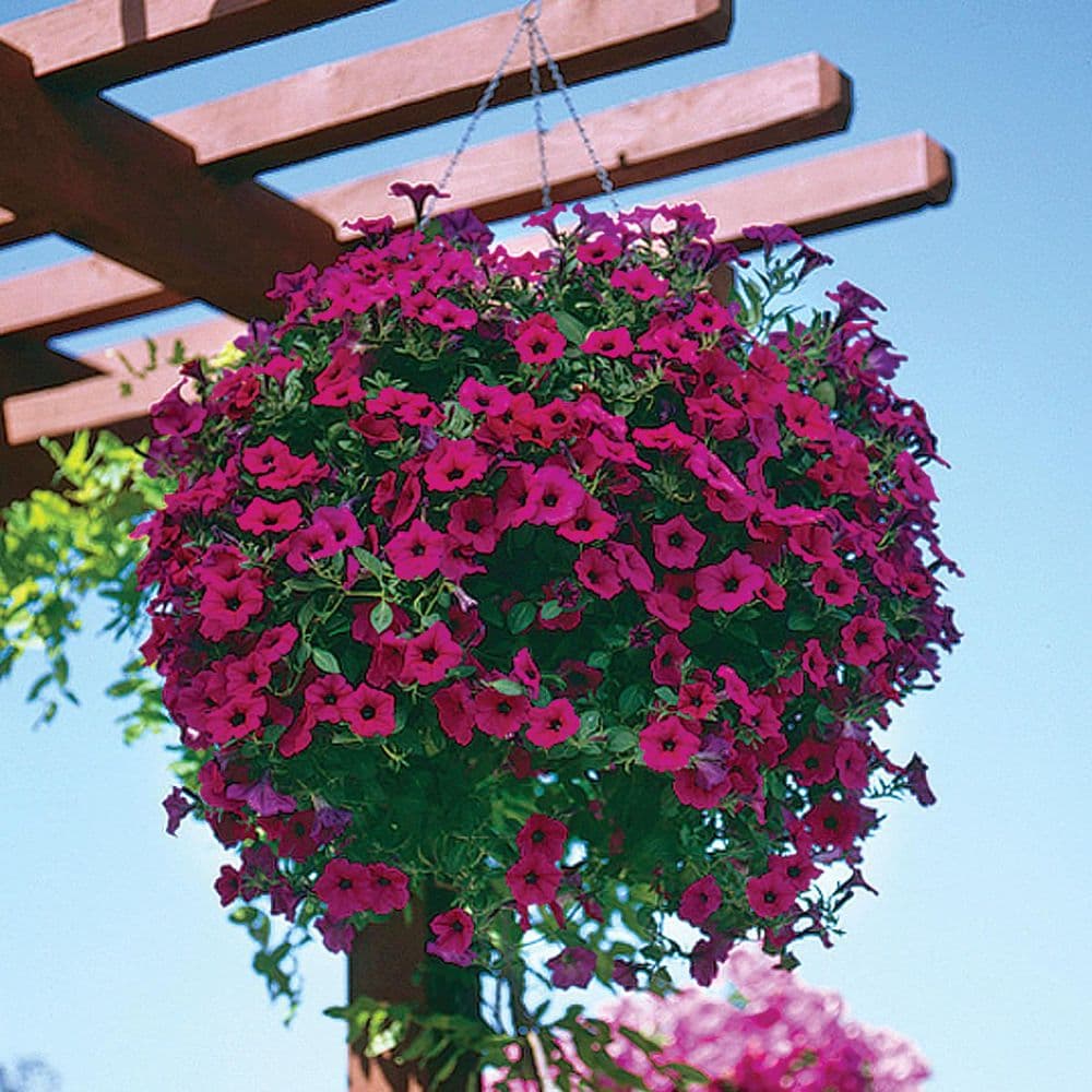 18 Mixed Petunia(Trailing)-PRE ORDER