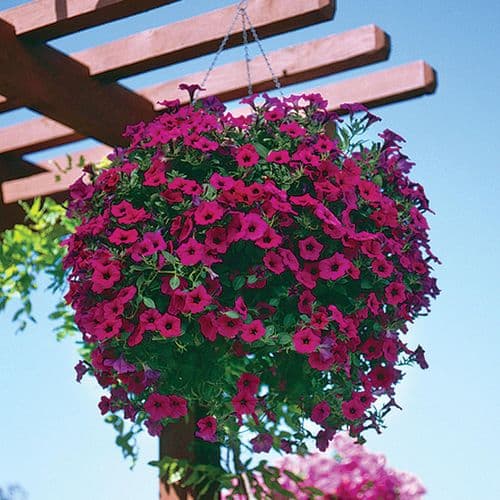 18 Mixed Petunia(Trailing)-PRE ORDER