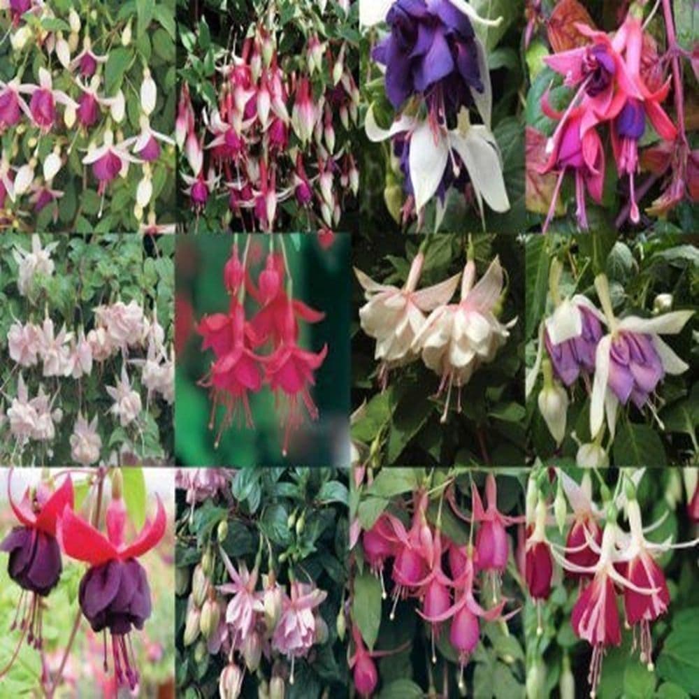 18 Mixed Trailing Fuchsia-PRE ORDER