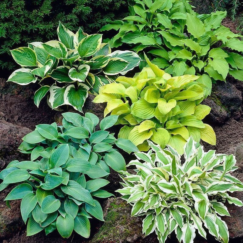 4 x Hosta Mix 1.5L