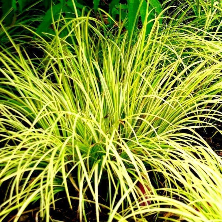 Acorus gramineus Ogon