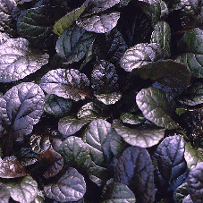 Ajuga Atropurpurea