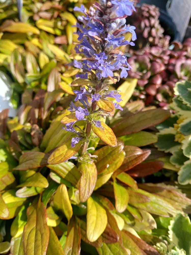 Ajuga Friends Fancy