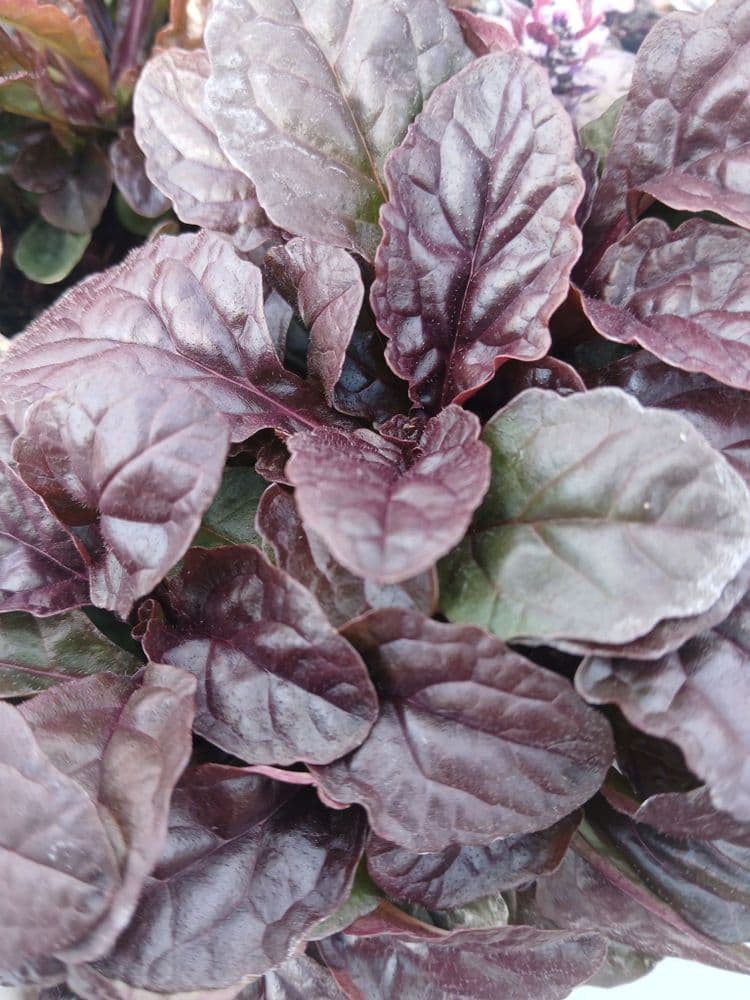 Ajuga Mahogany