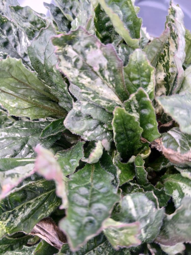 Ajuga Sparkler