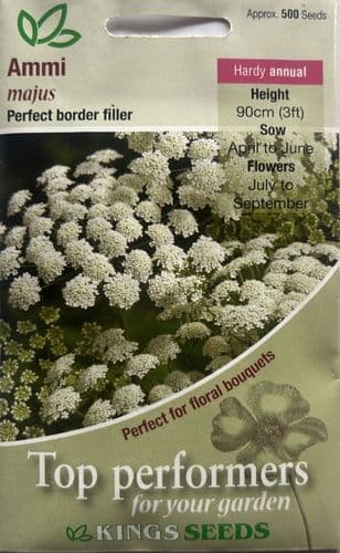 Ammi Majus