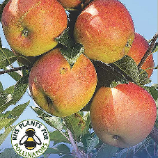Apple Coxs Orange Pippin