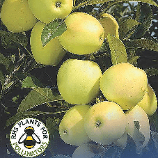 Apple Golden Delicious