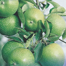 Apple Granny Smith