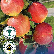 Apple Jonagold