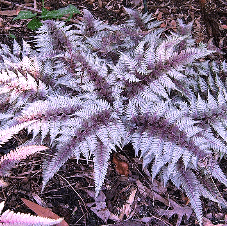 Athyrium nipponicum Red Beauty