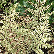 Athyrium otophorum Okanum
