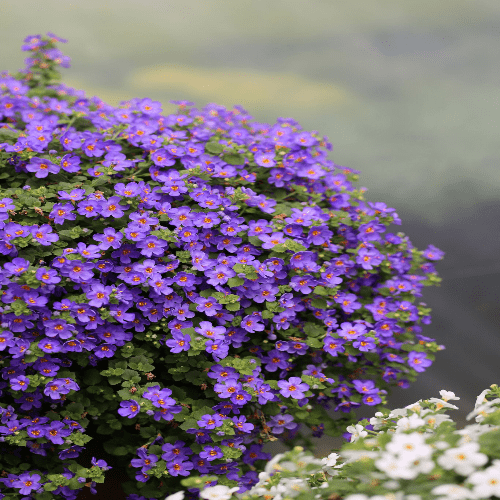 Bacopa Epic Blue