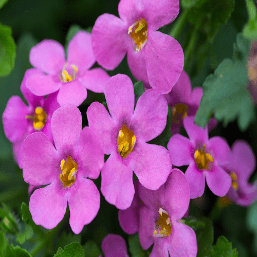 Bacopa Epic Pink Imp