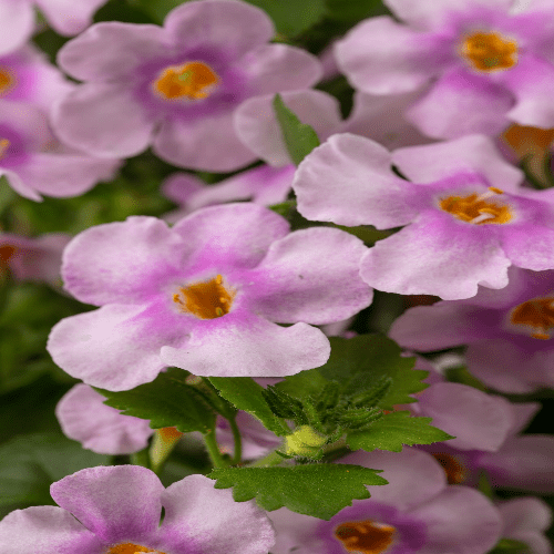 Bacopa Epic Pink With Eye