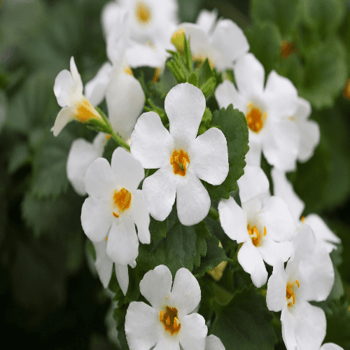 Bacopa Epic White Imp