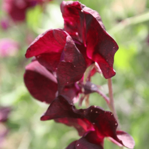 Beaujolais