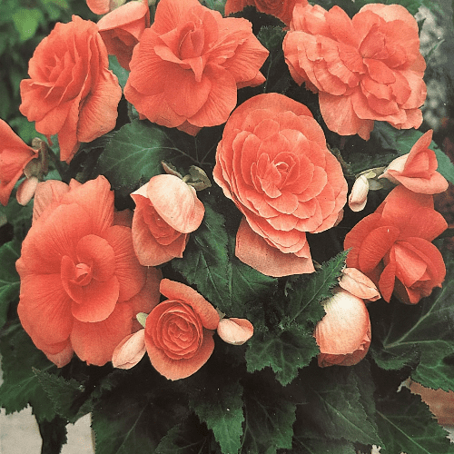 Begonia
